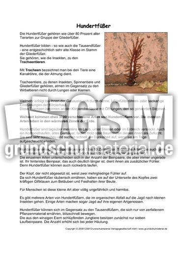 Hundertfüßer-Steckbrief.pdf